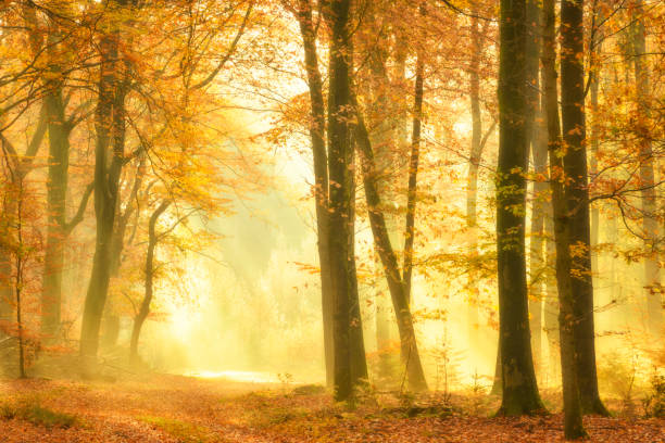 istock Path through a misty forest during a beautiful foggy autumn day 1271111909