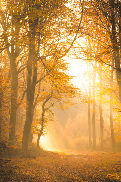 istock Path through a misty forest during a beautiful foggy autumn day 1271112039