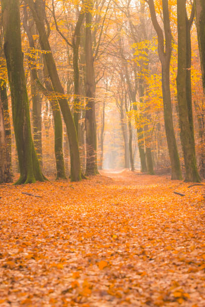 istock Path through a misty forest during a beautiful foggy autumn day 1271112223