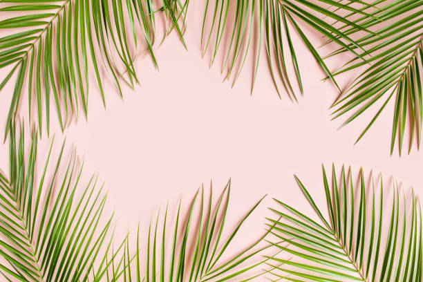 istock Tropical palm leaves on pink background. Flat lay, top view minimal concept 1271112341