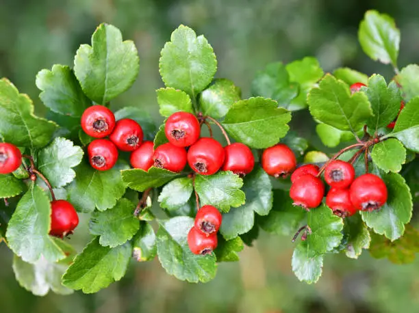 Photo of red fruits of hawthorn