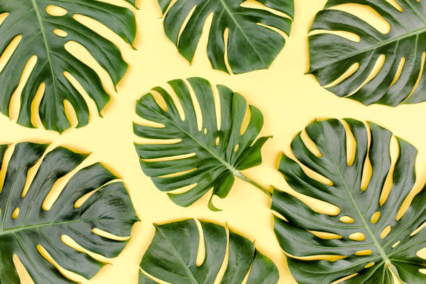 istock Pattern tropical palm leaves Monstera on yellow background. Flat lay, top view 1271112544