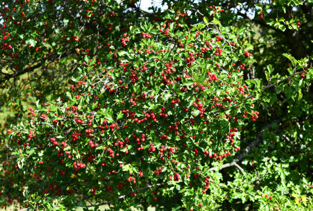 red fruits of hawthorn ripe hawthorn berries in September hawthorn maple stock pictures, royalty-free photos & images