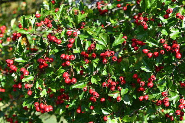 red fruits of hawthorn ripe hawthorn berries in September hawthorn maple stock pictures, royalty-free photos & images