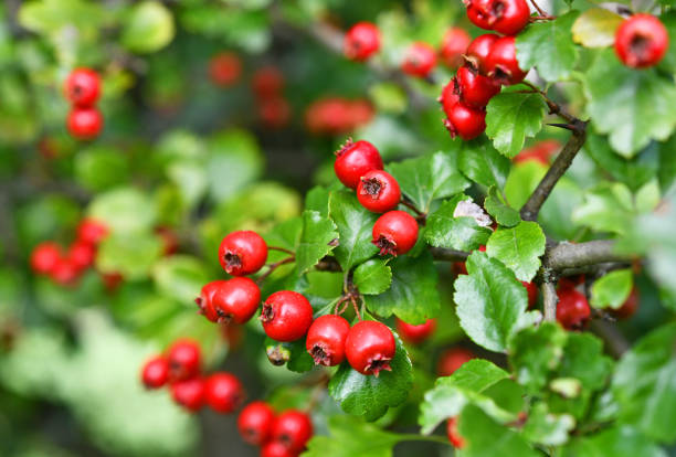 red fruits of hawthorn ripe hawthorn berries in September hawthorn maple stock pictures, royalty-free photos & images