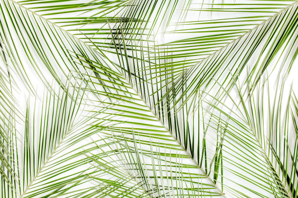 istock Tropical green palm leaf on white background. flat lay, top view 1271112649