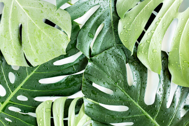 istock Texture tropical palm leaf Monstera with dew drops on white background. Flat lay, top view 1271113508