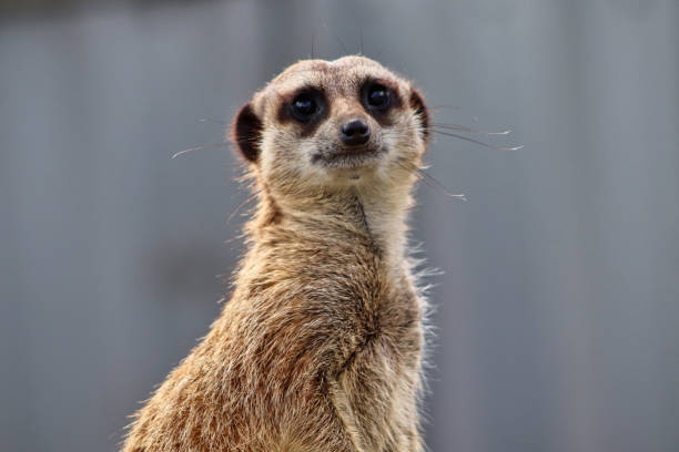 istock Meerkat at Wildlife Park in Devon 1271113530
