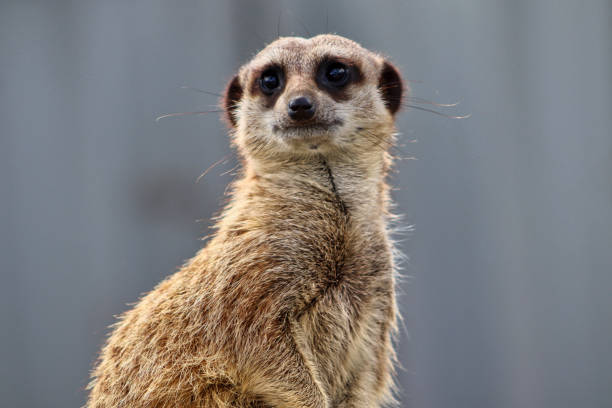 istock Meerkat at Wildlife Park in Devon 1271113574