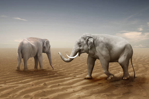 istock Elephant on the field with drought ground 1271114204