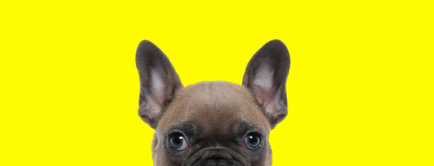 istock Focused French Bulldog cub curiously looking forward 1271114228