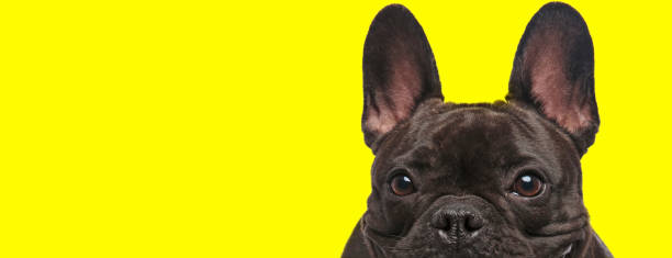 istock Focused French Bulldog cub curiously looking forward 1271114328