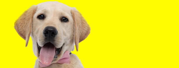 istock Happy golden Labrador Retriever smiling and panting, wearing bowtie 1271114354