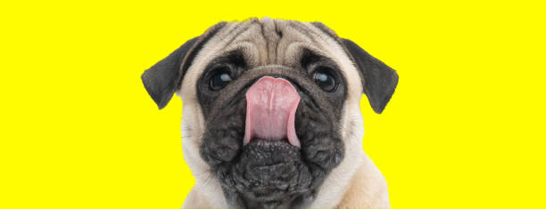 istock Adorable Pug licking its nose 1271114383
