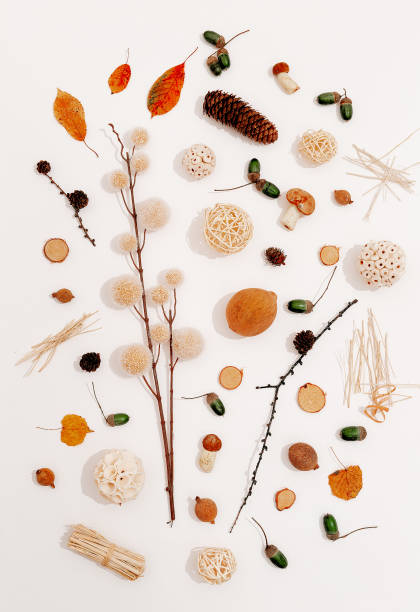 istock Autumn Fall minimal background. Flat lay with shadows. 1271115003