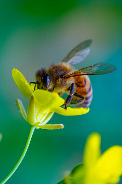 abeja de cerca - bee macro insect close up fotografías e imágenes de stock