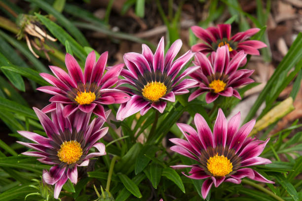planta de gazania de floración púrpura - sunflower flower flower bed light fotografías e imágenes de stock