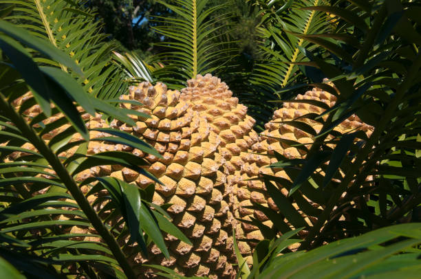 Summer/Autumn in the garden Sydney, Australia