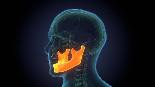 istock Human Skeleton Skull Maxilla Bone Anatomy For Medical Concept 3D Illustration 1271116907