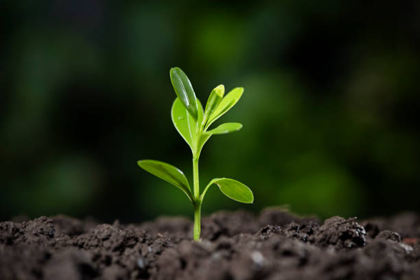 istock Little green seedlings growing in soil 1271117938