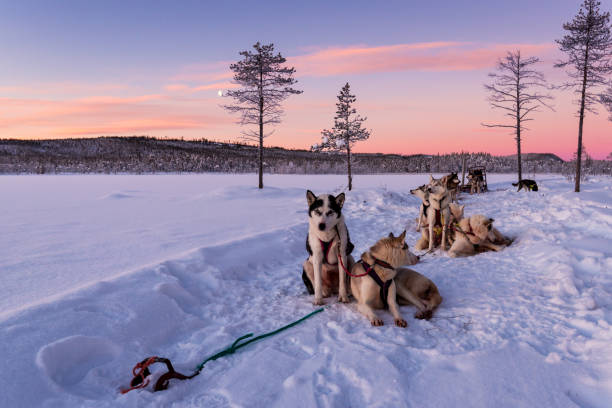 psie sanki z husky w pięknym wschodzie słońca - scandinavian peninsula winter pine tree tree zdjęcia i obrazy z banku zdjęć