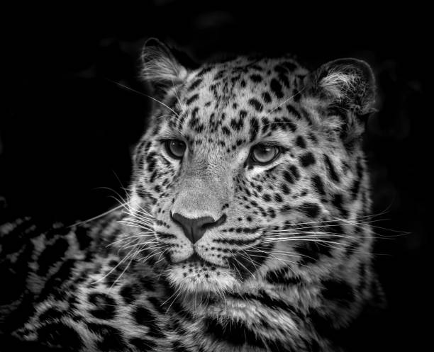 istock Amur leopard black and white low key portrait 1271118300
