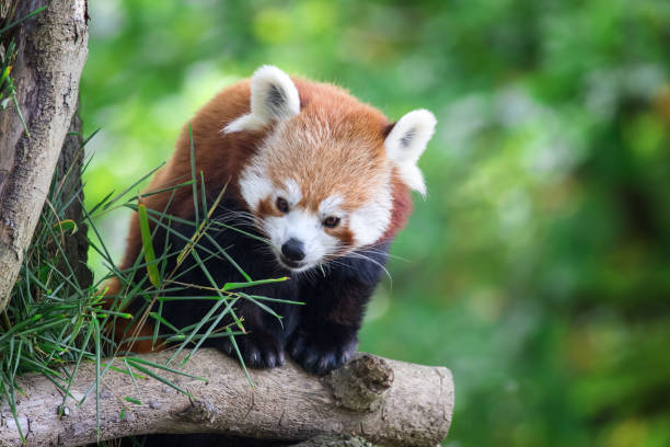 istock Red panda in a tree with green foliage background. 1271118328