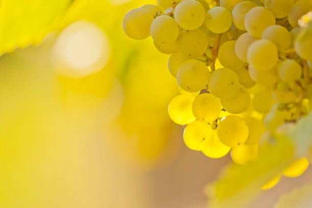 plan rapproché d’un groupe de raisins blancs de vin dans le soleil de matin - sunlit grapes photos et images de collection