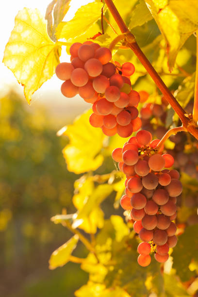 vino tinto uvas en un viñedo en una mañana soleada en otoño - gewurztraminer fotografías e imágenes de stock