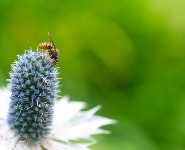 wasp collecting nectar on purple plant