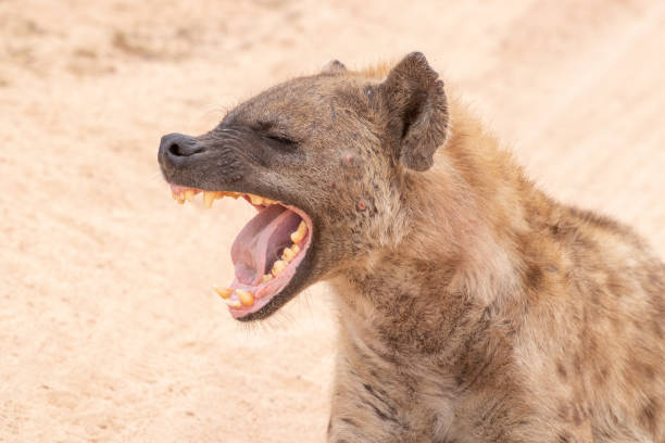 istock Hyena laughing at a joke 1271118653