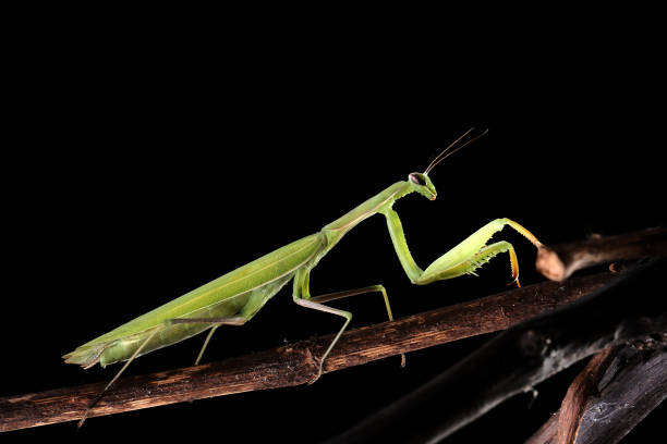 istock Praying mantis is a beautiful green predator 1271118724
