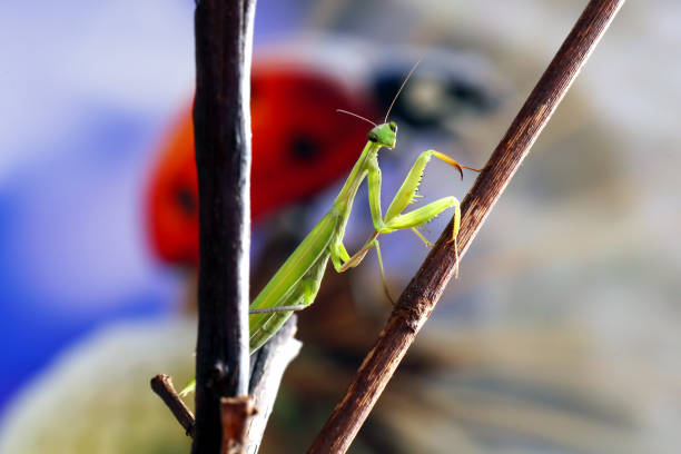 istock Praying mantis is a beautiful green predator 1271118756