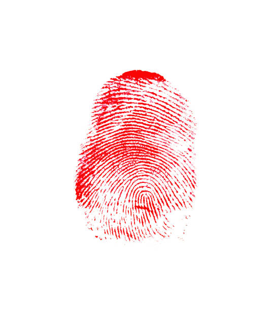 red thumb fingerprint - fingerprint thumbprint identity red imagens e fotografias de stock