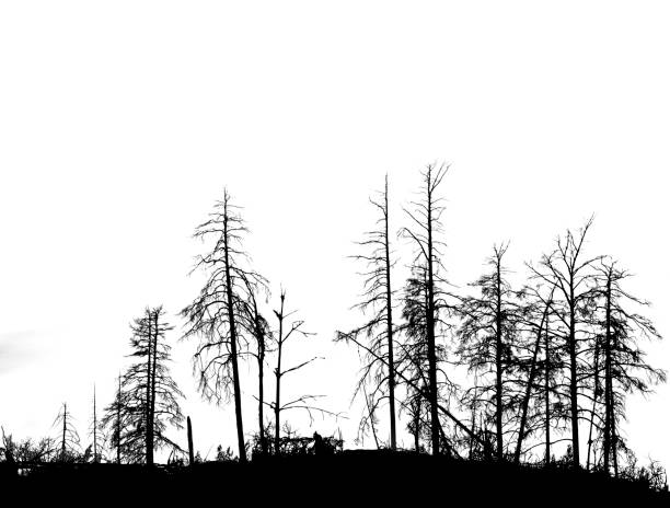 trocken verbrannte bäume auf weiß isoliert - burned tree stock-fotos und bilder