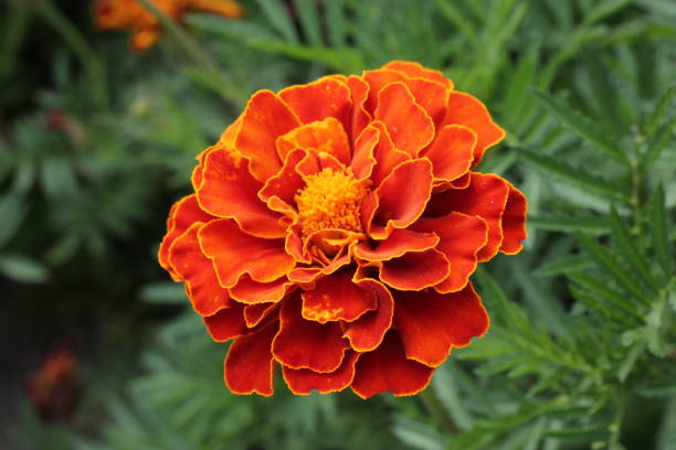 istock Red macro flower photo 1271121620