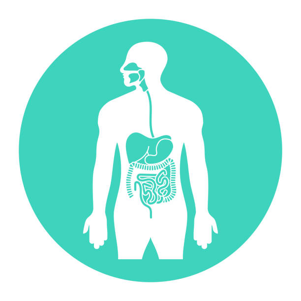 menschliche alimentartrakt oder verdauungssystem organe flache vektor-symbol - speiseröhre stock-grafiken, -clipart, -cartoons und -symbole