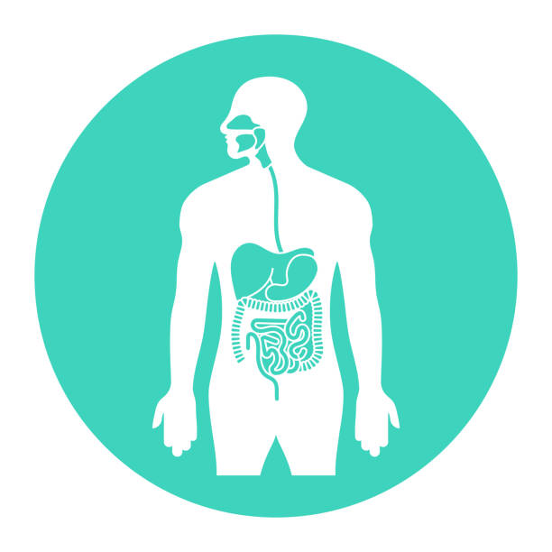 Human alimentary tract or digestive system organs flat vector icon Human alimentary tract or digestive system organs flat vector icon for apps and websites esophagus stock illustrations