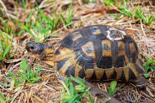 istock Turtle in the grass in Cape Town. 1271122973