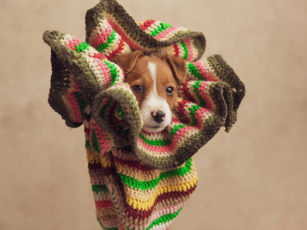 istock jack russell terrier dog being extremely cute 1271125381
