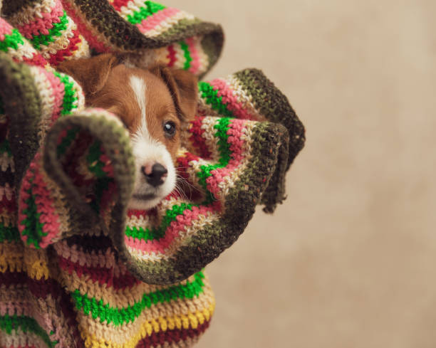 istock jack russell terrier dog in a cloth covering his face 1271125938
