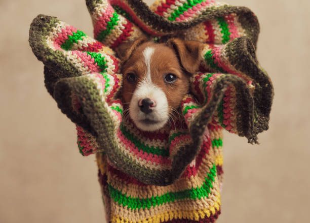 istock jack russell terrier dog looking away and being distracted 1271125958