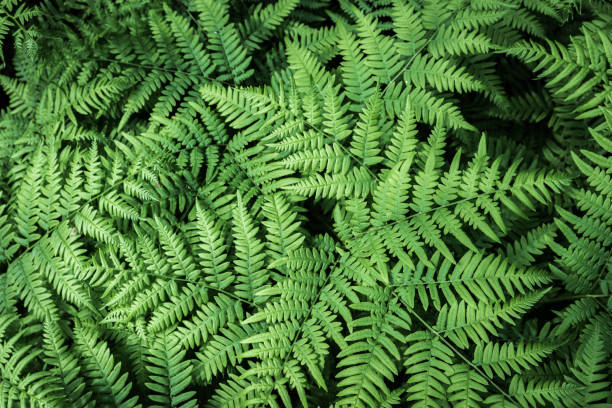 istock Natural background from fern leaves 1271126163