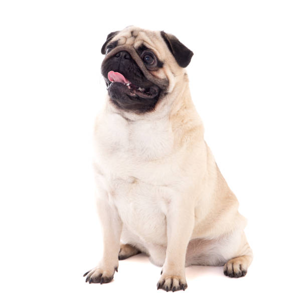 istock funny pug dog sitting isolated on white 1271126388