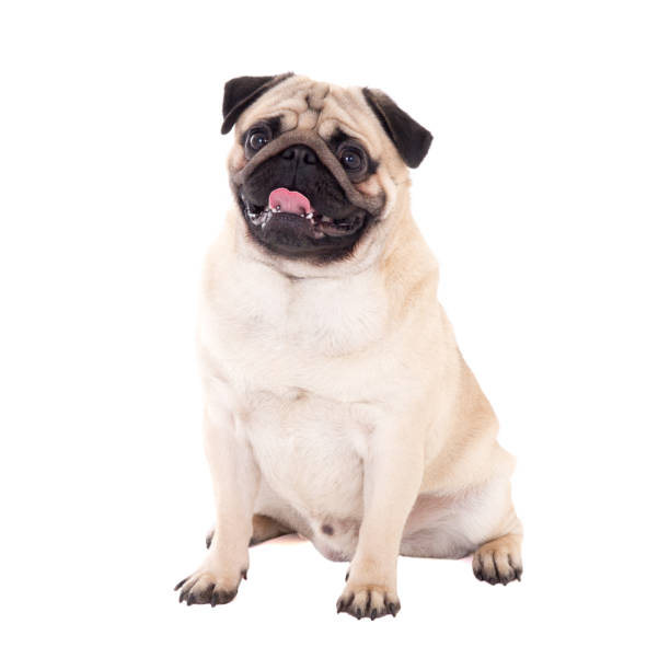 istock friendly pug dog sitting isolated on white 1271126408
