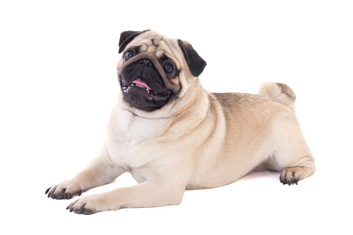 Adorable pug panting and laying down on a side on white studio background