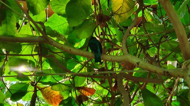 Bird in the Jungle stock photo