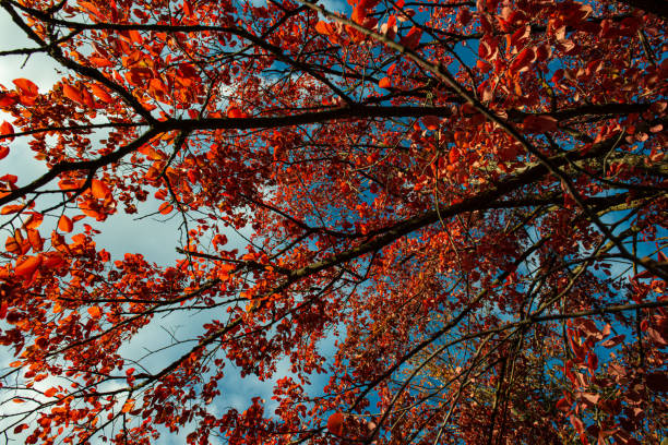 Branches of trees with red foliage against the blue sky. Autumn season. Ukraine. Europe.