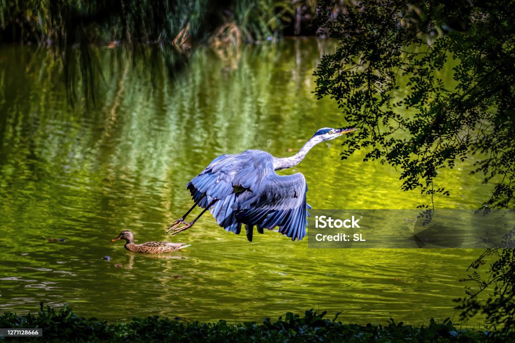 A common grey heron starting at a pond in the so called Palmengarten in Frankfurt at a sunny day in summer. This picture was taken in RAW format and edited in Adobe Lightroom. Animal Stock Photo