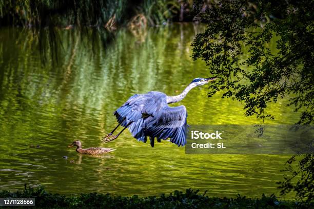 A Common Grey Heron Starting At A Pond In The So Called Palmengarten In Frankfurt At A Sunny Day In Summer Stock Photo - Download Image Now